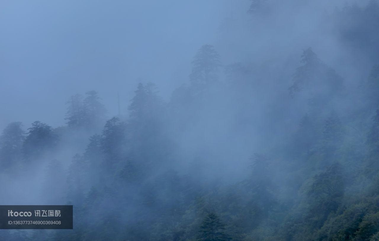 天空,自然风光,森林