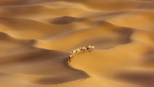 沙漠,自然风光,骆驼,俯瞰,荒漠,驼队