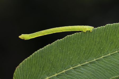 生物,昆虫,树叶,特写,动物,户外,环境,毛虫,植物,田园风光,季节