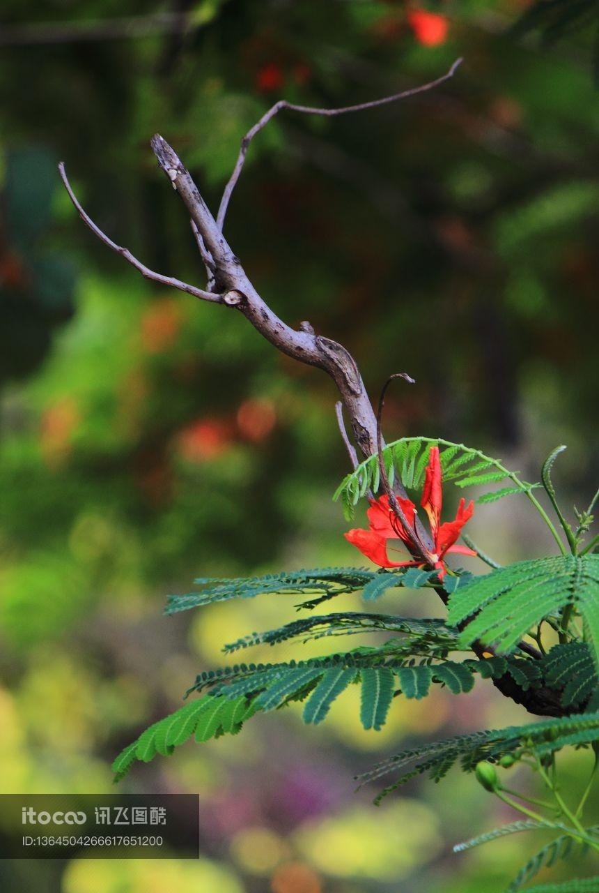 植物,花,树叶