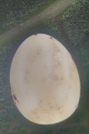 特写,生物,细菌病毒