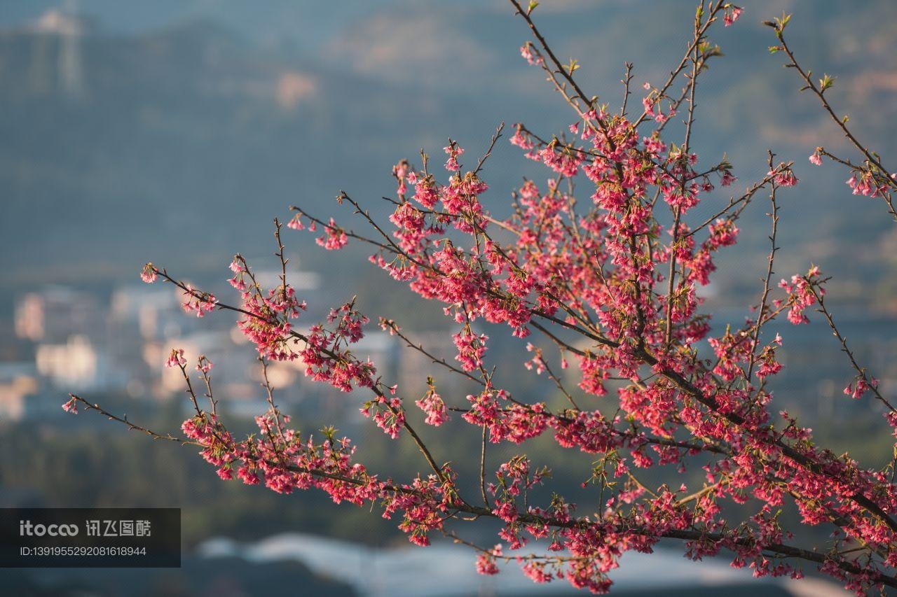 植物,福建龙岩樱花,低视角