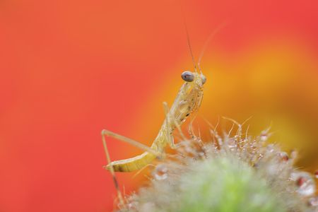 昆虫,螳螂,节肢动物,动物,生物,特写