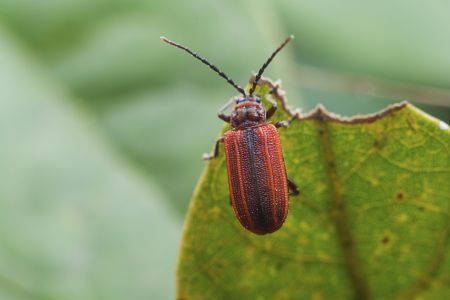 生物,昆虫,特写,动物,树叶,自然,户外,田园风光,植物,青草,环境