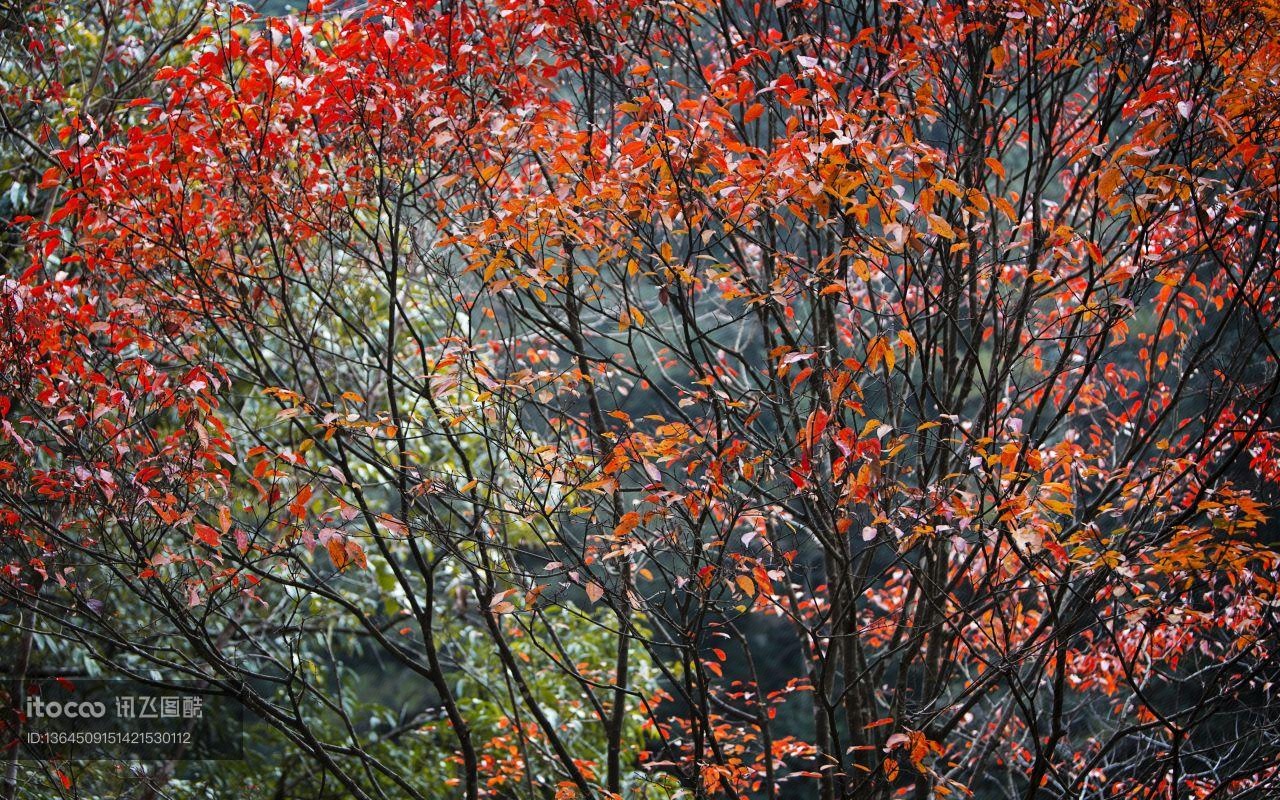 特写,红枫,山峦