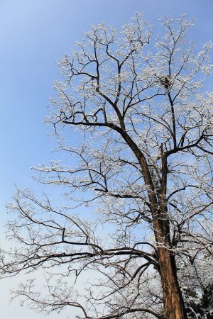 植物,中国,颐和园,北京