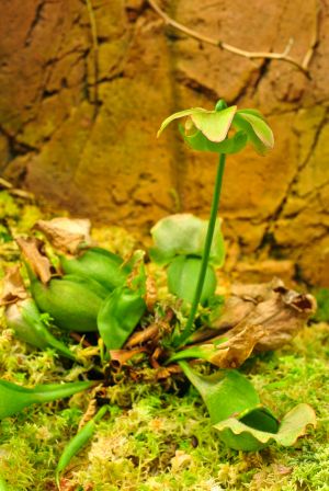 自然风光,花,青草