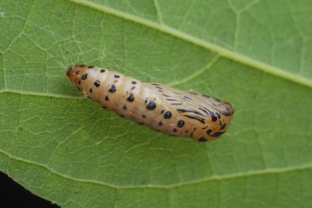 昆虫,幼虫,毛虫,动物,生物,特写,微距