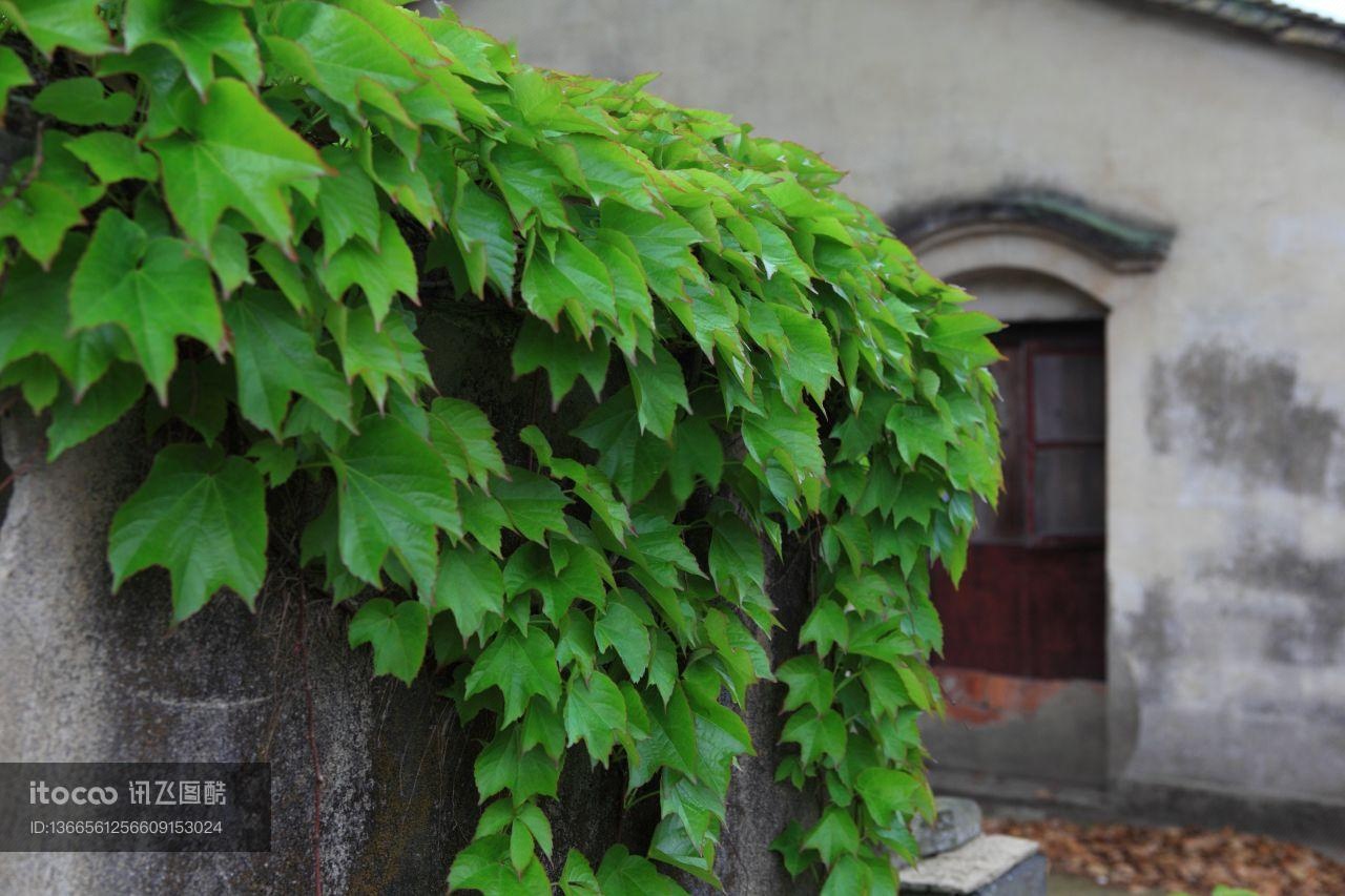 植物,爬山虎,中国