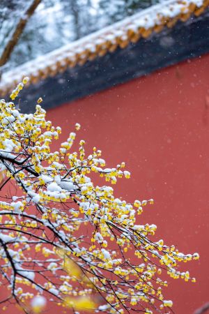 冬天,特写,红墙,植物,自然风光,雪,中国,树木