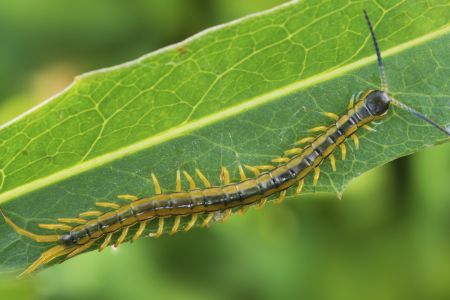 生物,昆虫,树叶,户外,自然,特写,动物,植物,青草,田园风光,环境