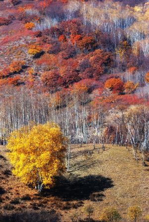 自然风光,森林,秋天,植物,树木,草原