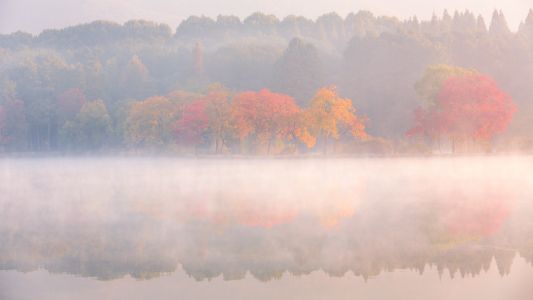 自然风光,秋天,森林,湖泊,雾,植物,树木
