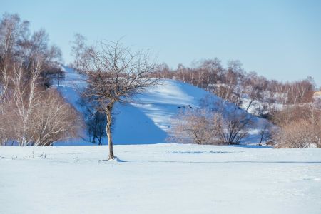 雪,冰雪,自然风光,植物,平原,冬天