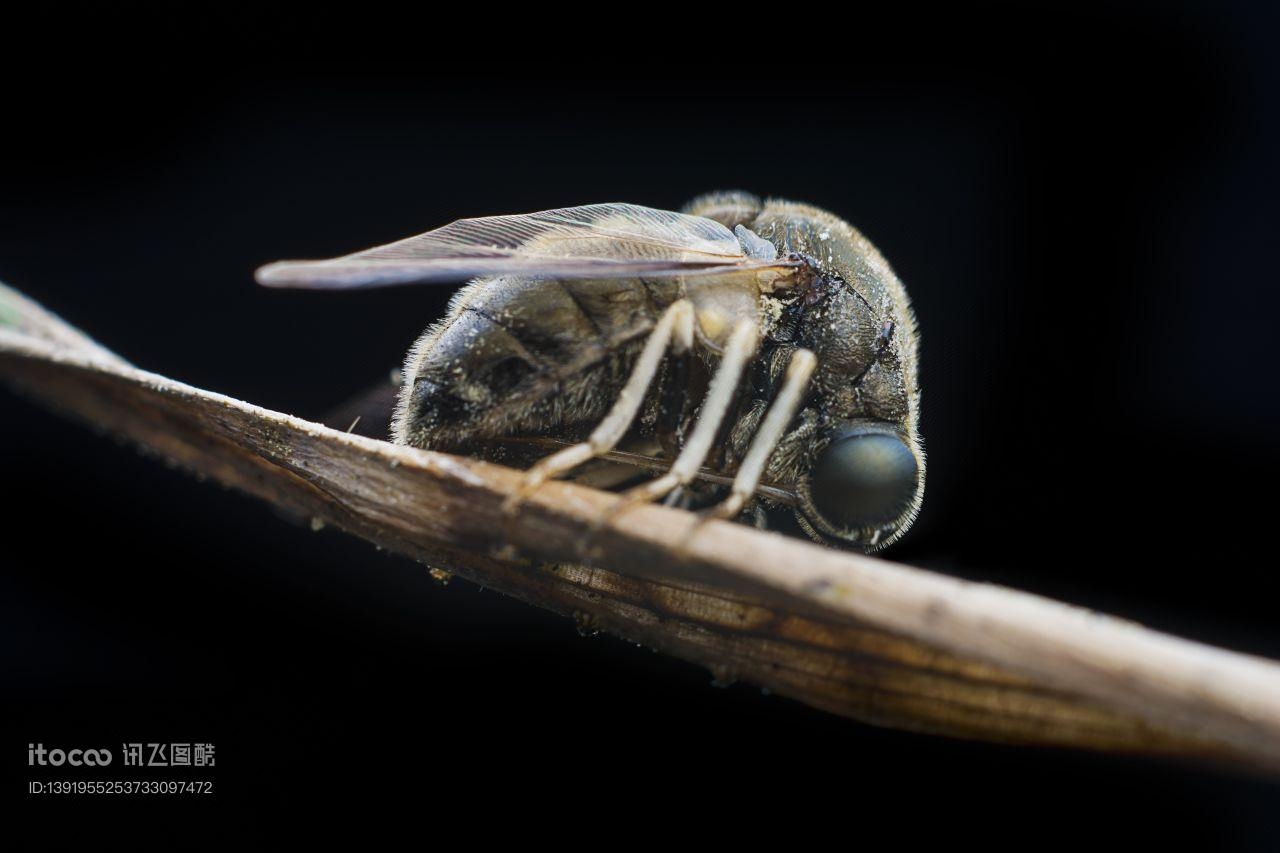 特写,生物,动物