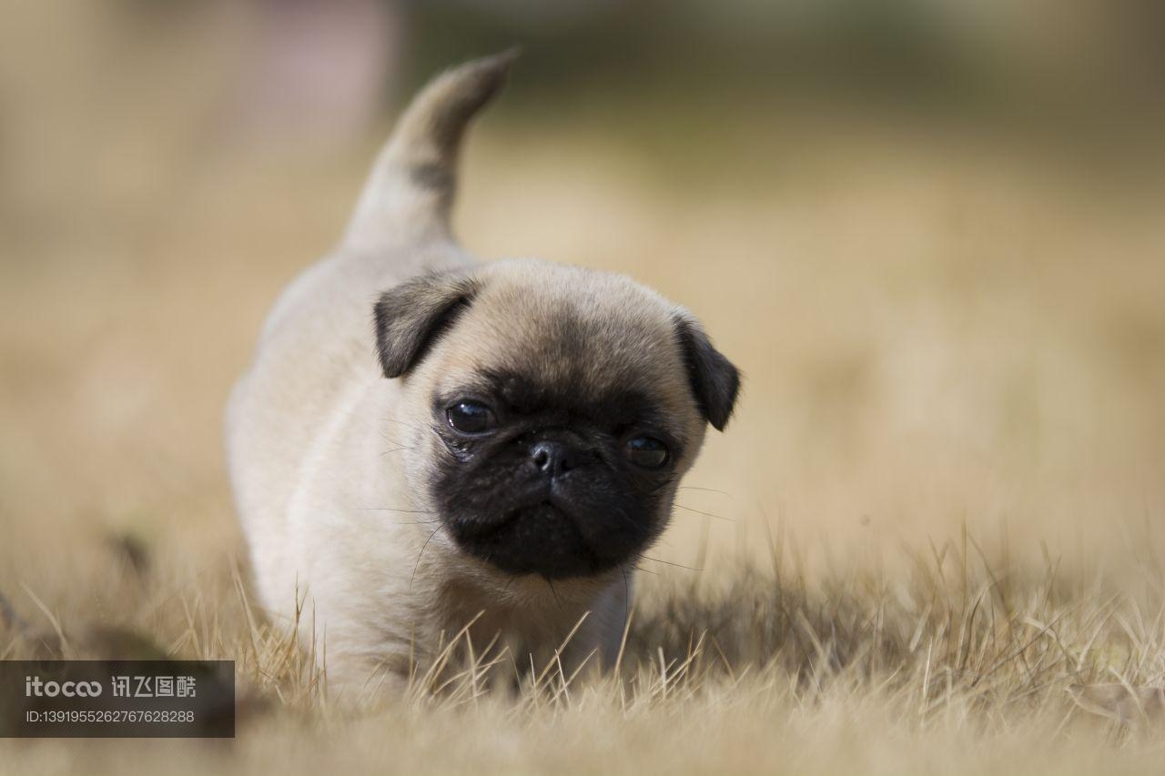 巴哥犬,小狗,动物