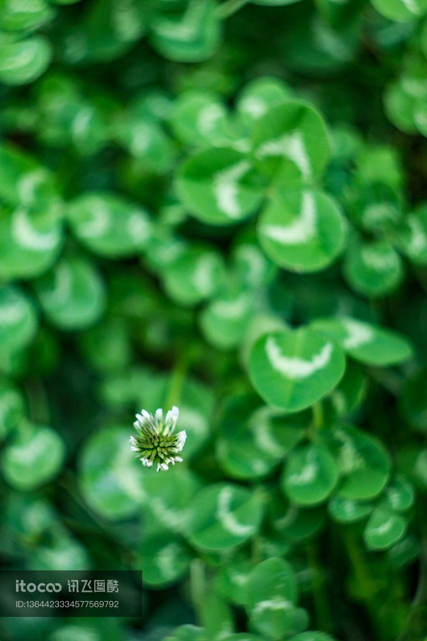 植物,幸运草,自然风光