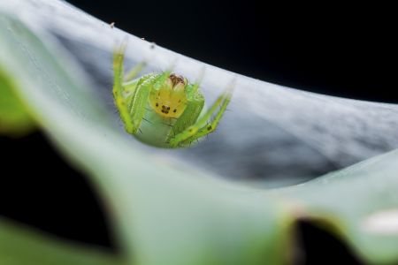 昆虫,节肢动物,虫子,动物,生物,特写,微距