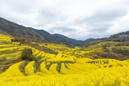 植物,成片种植,油菜田,自然风光,天空,白云,山川,树木