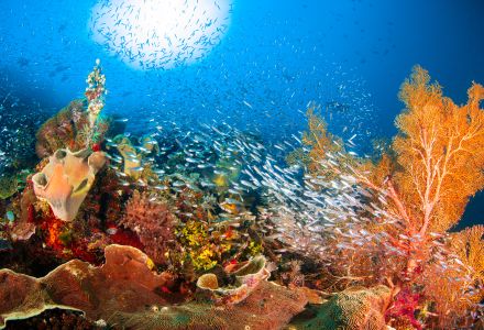 鱼类,生物,动物,海洋,珊瑚,珊瑚礁,鱼群,自然风光,全景,海底世界,海扇,腔肠类,珊瑚馆