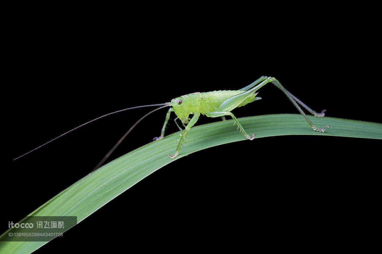 生物,昆虫,树叶