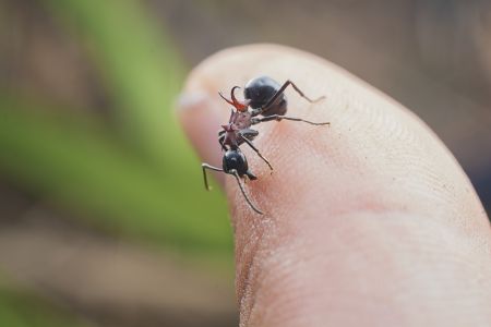 昆虫,节肢动物,生物,动物,特写,微距
