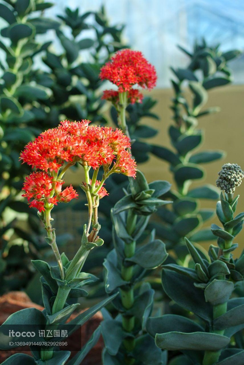 生物,植物,花