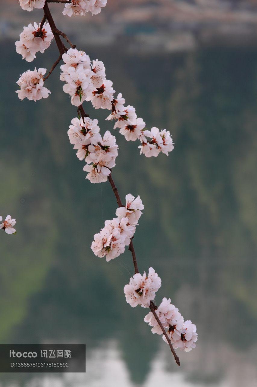 自然风光,植物,花