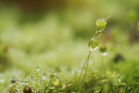 生物,青草,露水 ,自然,环境,户外,季节,特写,植物