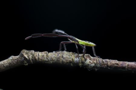 昆虫,节肢动物,昆虫类,动物,生物,特写