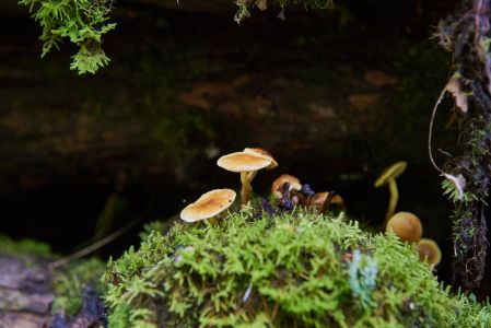 自然风光,蘑菇,植物,青草,特写,真菌