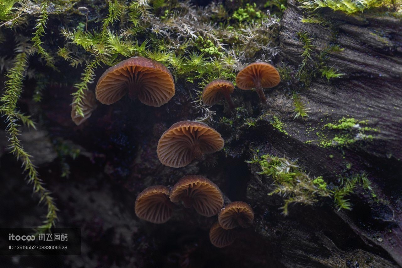 生物,蘑菇（块菌）,户外