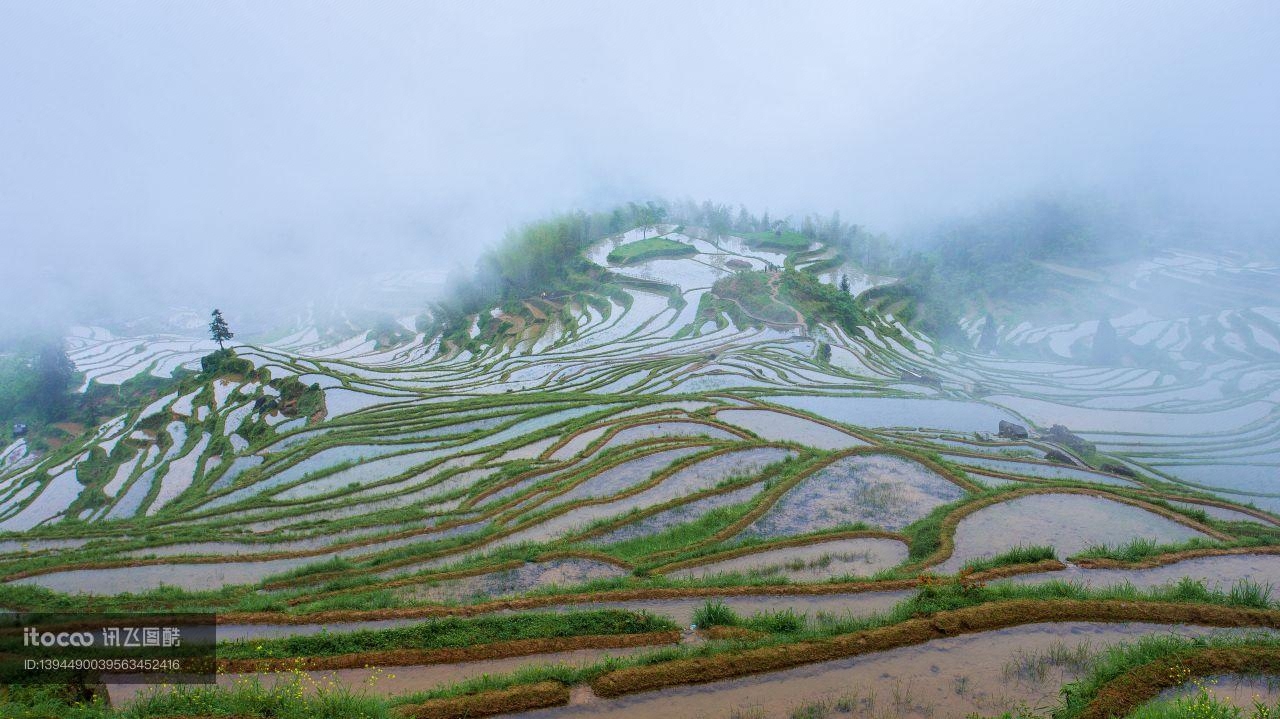 植物,梯田,自然风光