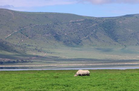 自然风光,平原,山川,动物