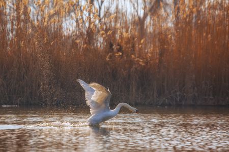 鸟类,自然风光,生物,湖泊,江河,动物