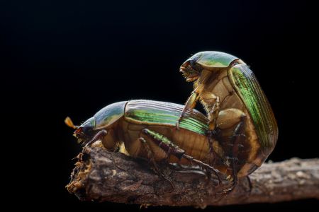 昆虫,生物,毛虫,节肢动物,昆虫类,动物,特写,微距
