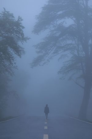 植物,树,自然风光,人像,森林,道路,雾,气候气象,雨雾,天空