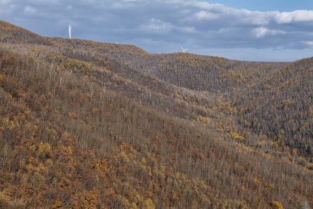 森林,树木,自然风光,植物,树叶,中国,内蒙古