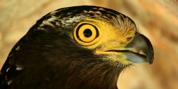 动物,特写,鸟类,生物