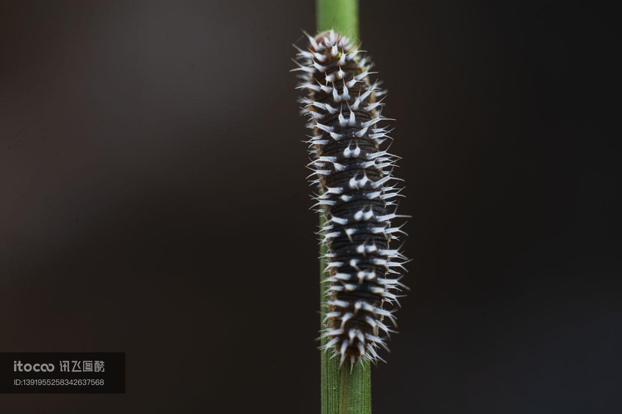 昆虫,青草,自然