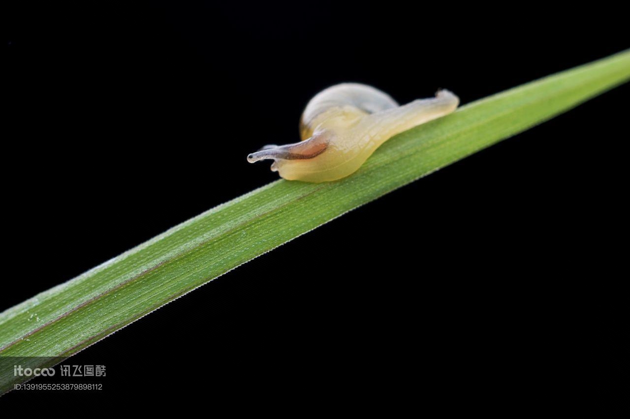 蜗牛,小蜗牛,动物