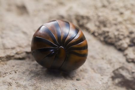 虫卵,动物,特写,微距,生物,昆虫