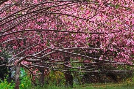 花,自然风光,植物,玉渊潭,中国,北京