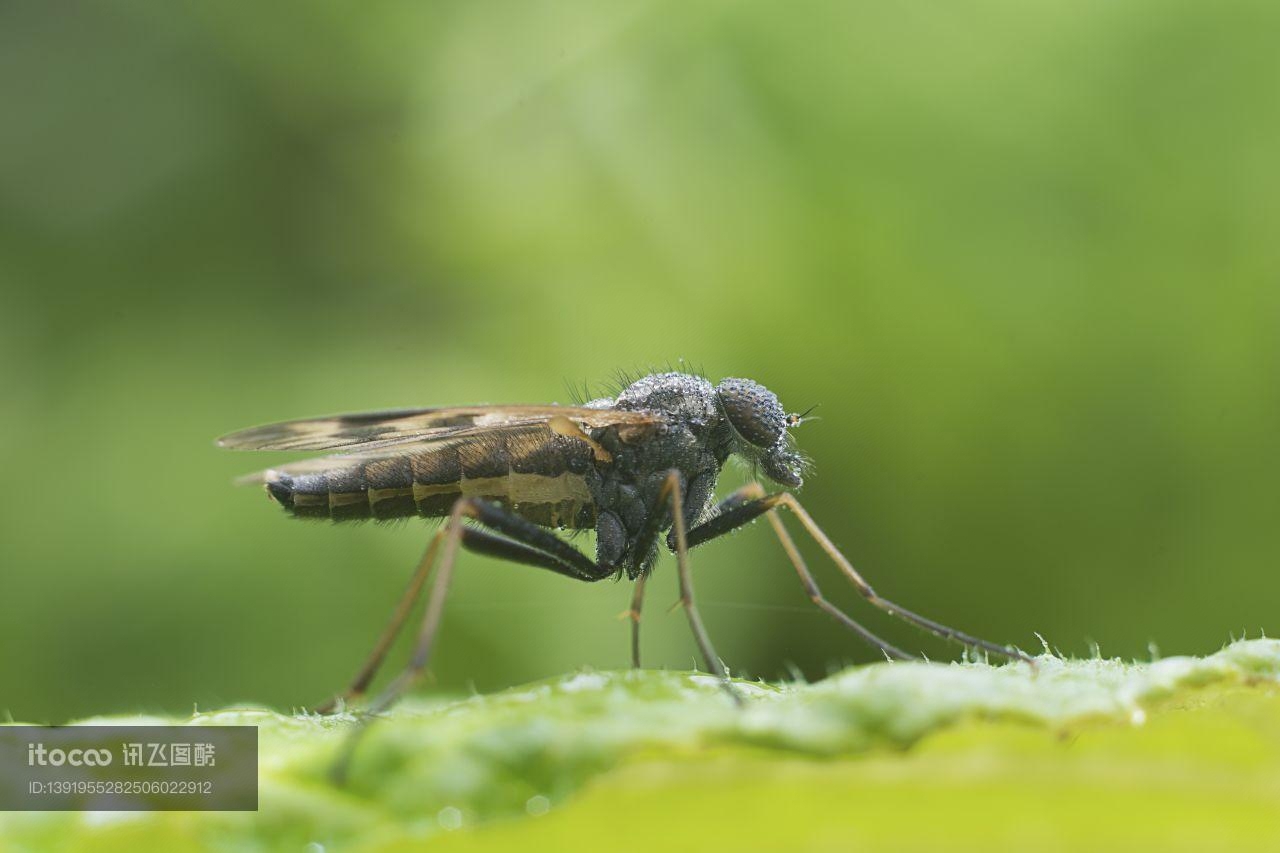 生物,昆虫,蝇