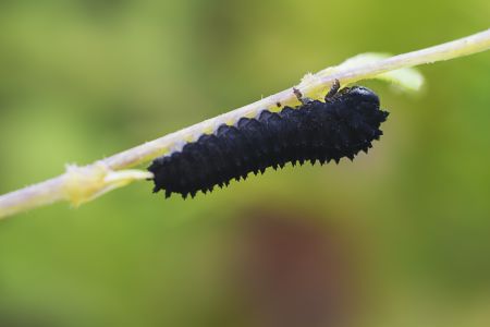 昆虫,毛虫,幼虫,动物,生物,特写,微距