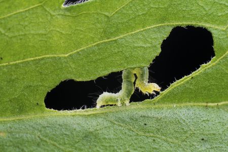 昆虫,幼虫,毛虫,动物,生物,特写,微距