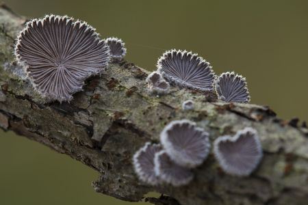蘑菇（块菌）,蘑菇,植物,生物,真菌,特写