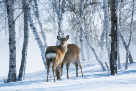 冬天,雪,动物,鹿,自然风光,森林,树木,生物