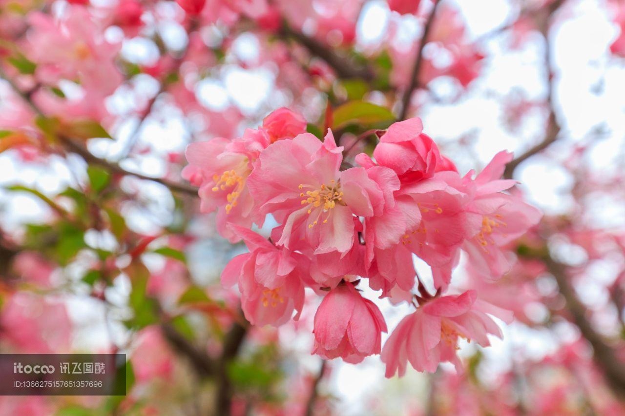 花,特写,生物