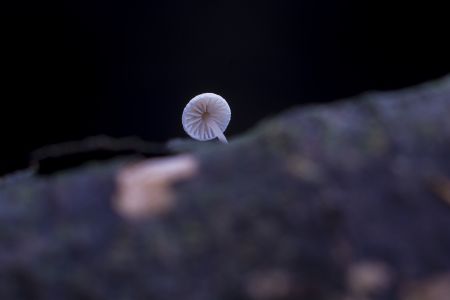 蘑菇（块菌）,蘑菇,植物,生物,真菌,特写